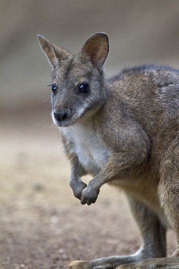 Parma wallaby - Alchetron, The Free Social Encyclopedia