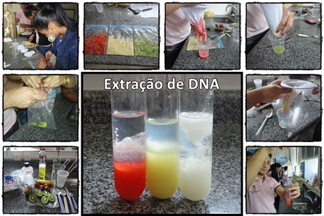 Biologia A Ci Ncia Da Vida Aula Pr Tica Extra O De Dna Das Frutas