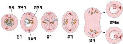 유전공학 - 체세포분열, 생식세포분열(감수분열), 염색체 : 네이버 블로그