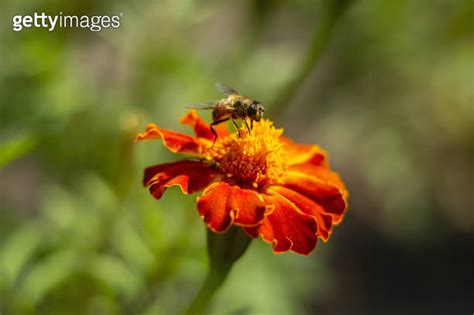 Honey Bee Apis Mellifera Forager Collects Nectar From The Orange