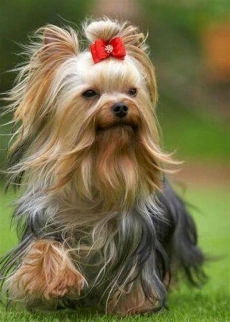 Йоркширский терьер цена, сколько стоит щенок йорка в Москве и в России