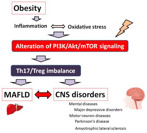 Livers Free Full Text Metabolic Associated Fatty Liver Disease As A