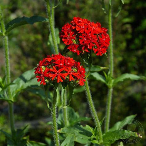 Лихнис халцедонский (Lychnis chalcedonica) купить в Москве по низкой ...
