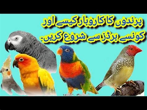 How To Start Parrots Birds Business Which Bird Is Profitable For