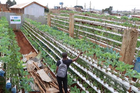 farmer converted  trash dump   urban garden