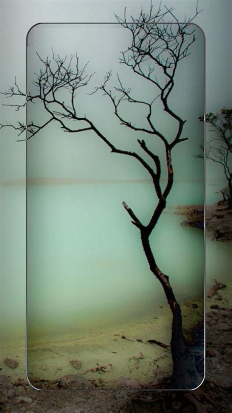 Wallpaper Naked Tree Fondos De Pantalla De Iphone Fotos De Fondo De