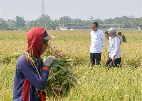 Tinjau Panen Padi Di Indramayu Jokowi Stok Pangan Aman