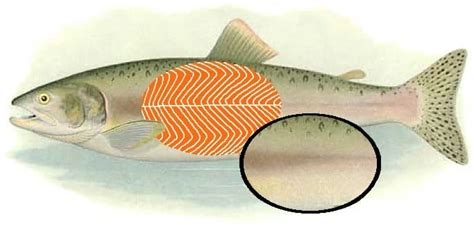 Fish Muscle 101: Different Colors, Myotomes & Myomeres Explained