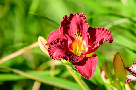 Vivid Dark Red Hemerocallis Siloam Paul Watts Plant Know As Daylily