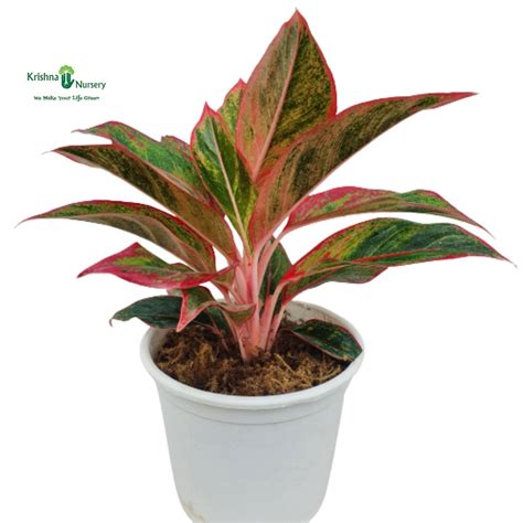 Aglaonema Lipstick Plant