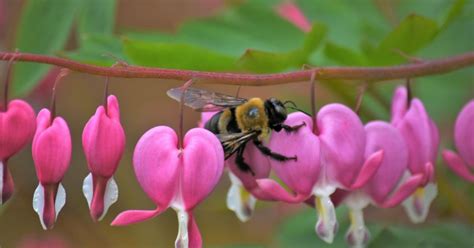 7 Early Blooming Flowers To Plant For Bees Goodnet