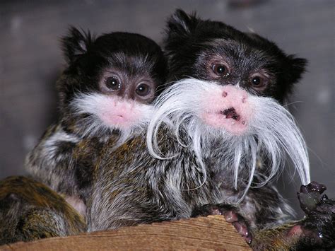 Emperor Tamarin | Animal Photo
