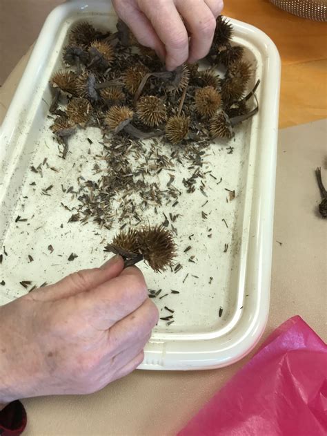 Home [mnseedproject.org]