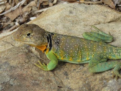 Eastern Collared Lizard Northeastern Oklahoma Herpetology