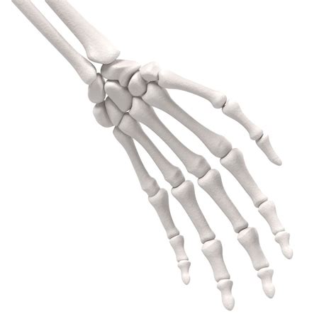 Кости руки 3D Модель $49 - .3ds .dae .obj .unknown .fbx .blend - Free3D