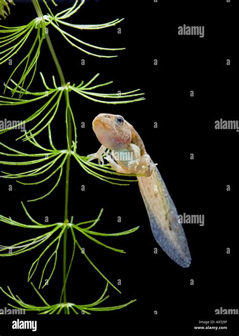 Frog Tadpole 2 Legs Hi Res Stock Photography And Images Alamy
