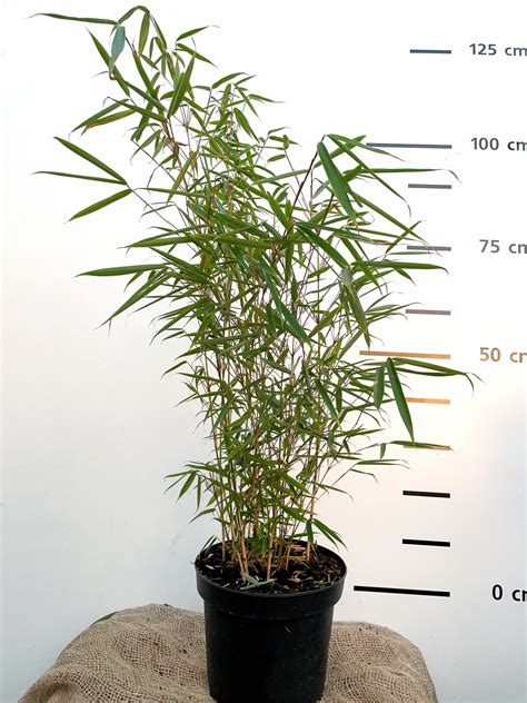 Fargesia robusta Campbell - Bamboo-Wonderwalls