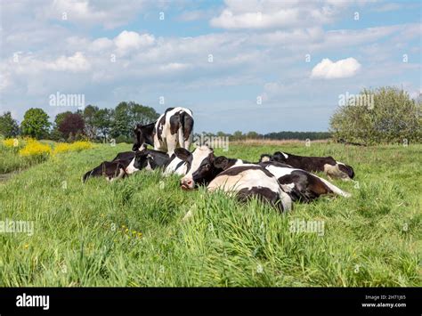 Group Cows At Summer Evening Cozy Lying Together As A Herd In The