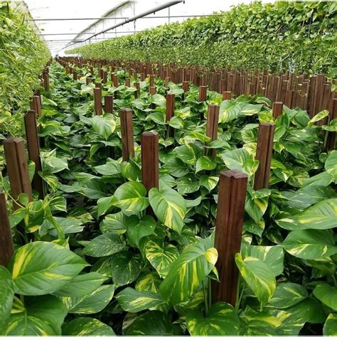 Jual Sirih Gading Kuning Tanaman Hias Epipremnum Aureum Shopee Indonesia