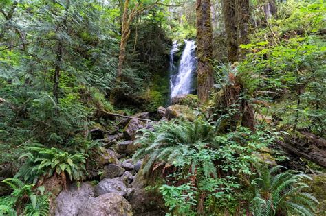 explore  incredible quinault rain forest  olympic national park