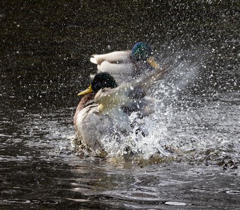 Duck Lake Water Free Photo On Pixabay Pixabay