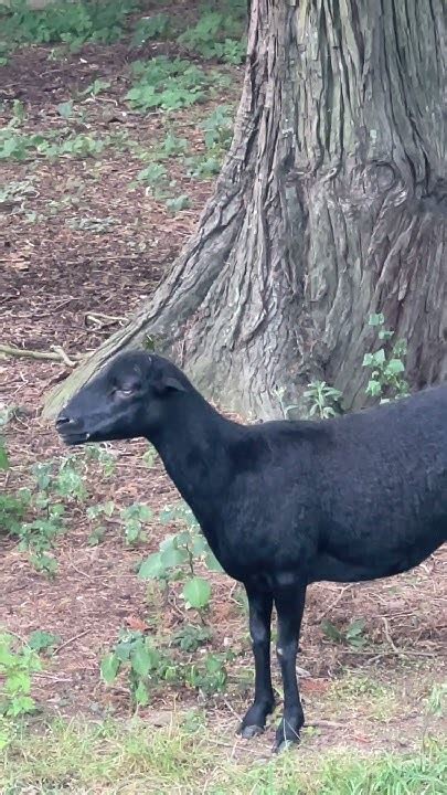 Черная овца газонокосилка - YouTube