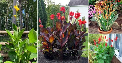 17 Tall Canna Lily Varieties How Tall Do Canna Lilies Grow