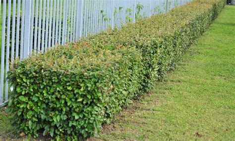 Кусты для живой изгороди: список быстрорастущих растений с описанием и фото