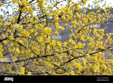 Cornel Is Real Hi Res Stock Photography And Images Alamy