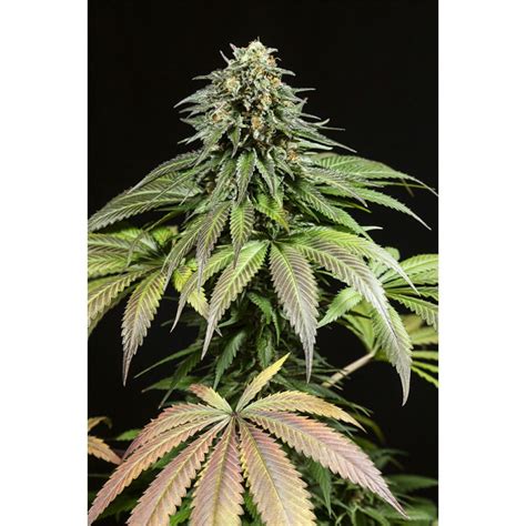 Semillas De Marihuana Purple Moby Dick Feminizadas De Dinafem