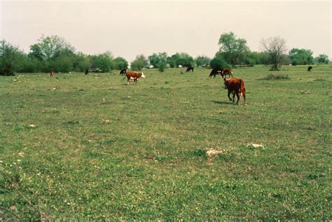 » Why Overgrazing is Bad