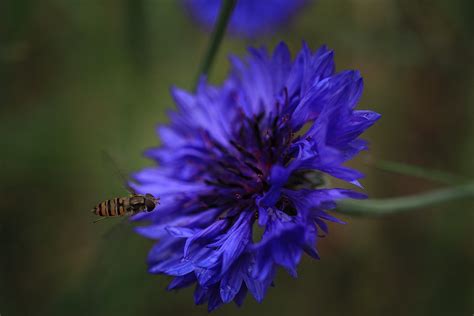 Kornblume Wespe Insekt Kostenloses Foto Auf Pixabay