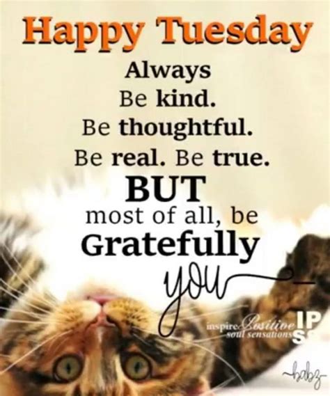 55 Funny Tuesday Quotes and Images with Inspirational Messages