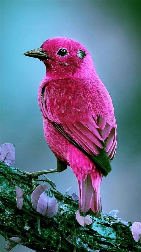 Pin By Maykos On 12 Exotiques Birds Beautiful Birds Pet Birds