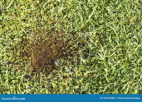 puddle   grass  nature stock photo image  green pool