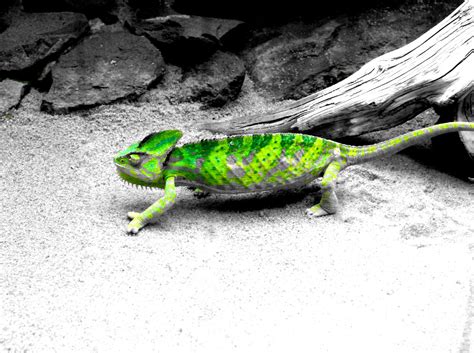 Camelion Foto & Bild | tiere, zoo, wildpark & falknerei, amphibien ...