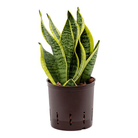 Sansevieria Futura Superba - Easy Care Hydro Plants | Hortology - HORTOLOGY