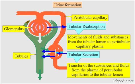 Urine formation, Types of Urine, and Urine Preservatives - Labpedia.net