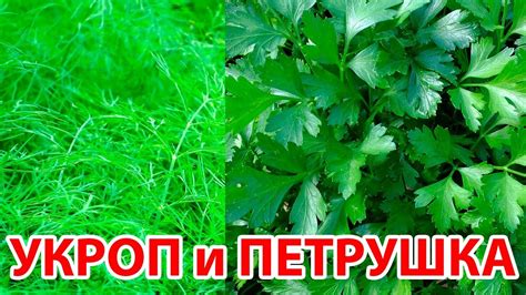 Посадка зелени петрушки и укропа в открытый грунт на даче - YouTube