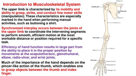 Solution Anatomy Of Pectoral Region Studypool