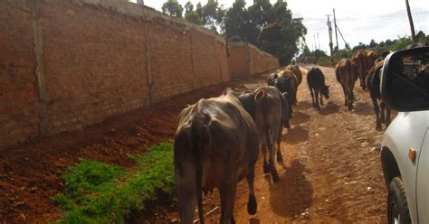 John Piippo Walking Naked Into The Land Of Uncertainty