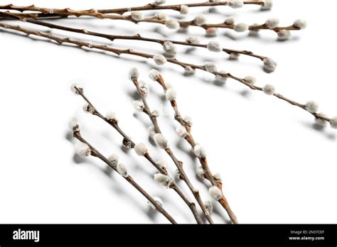 Pussy Willow Branches Isolated On White Background Stock Photo Alamy