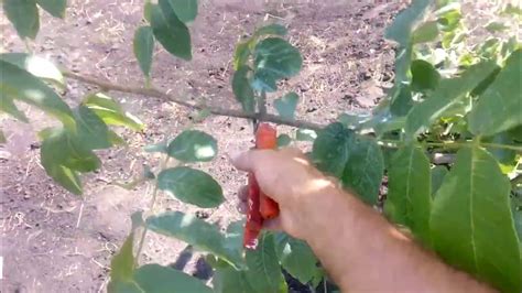 Обрезка ореха. Что делать если орех растёт кустом. - YouTube