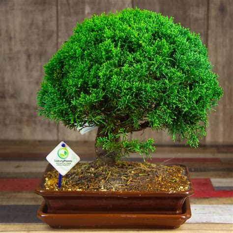 Бонсай Можжевельник купить