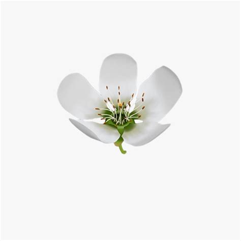 3D Lily flower - TurboSquid 2013937