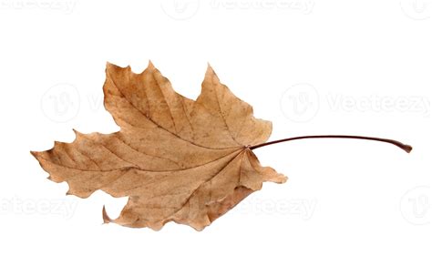 Autumn Maple Leaf 11155348 PNG