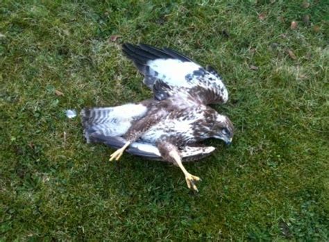 Birdwatch Ireland Condemns Mass Poisoning Of Buzzards In County Cork