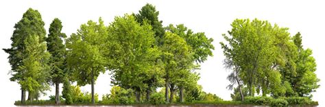 Breathing Life into Concrete Jungles: Urban Tree Plantation and the Re ...
