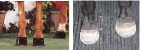 Distal limb lameness 2 - Navicular disease, hoof fractures and others ...