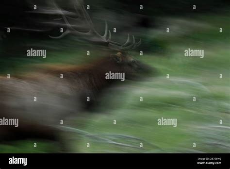 Wild untamed real elk who is in fear running at speed in southern ...
